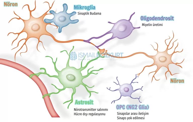 Sinaptik Budama Nedir? Nasıl olur ve ne işe yarar? 2 nöron glial astrosit oligodendrosit sinaptik budama