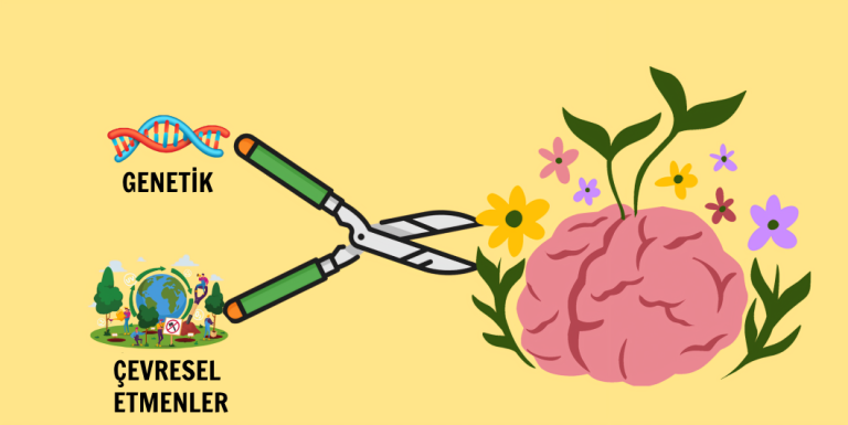 Sinaptik Budama Nedir? Nasıl olur ve ne işe yarar? 3 sinaptik budama pruning genetik çevresel faktörler etmenler