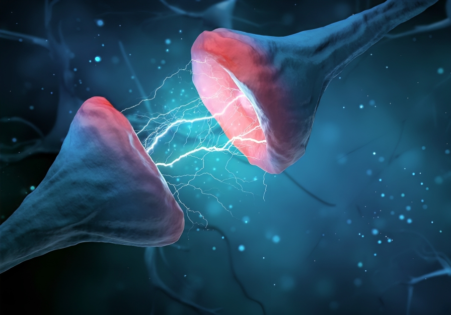 Sinaptik Budama Nedir? Nasıl olur ve ne işe yarar? 1 sinaptik budama pruning nöroplastisite sinaps otizm şizofreni astrosit glial